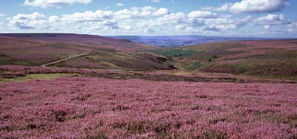 cropped-heather_moorland_ut.jpg